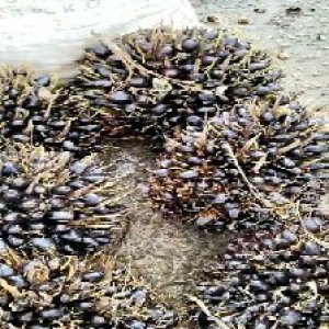 unripe_train (465).jpg