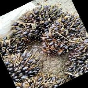 unripe_train (466).jpg