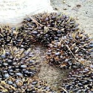 unripe_train (467).jpg