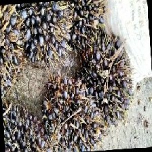 unripe_train (468).jpg