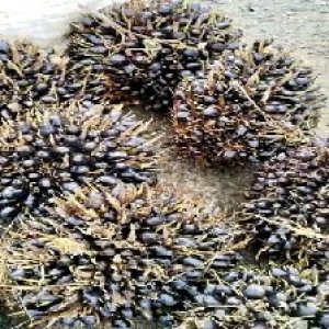 unripe_train (469).jpg