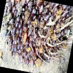 unripe_train (47).jpg