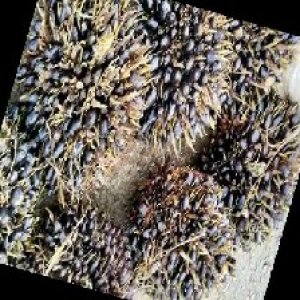 unripe_train (470).jpg