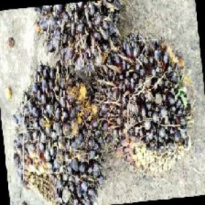 unripe_train (471).jpg