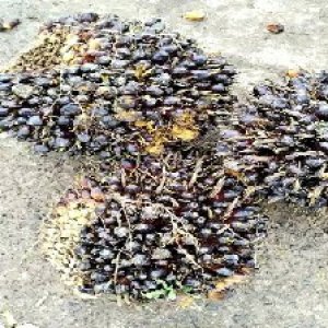 unripe_train (472).jpg