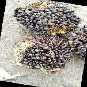 unripe_train (473).jpg