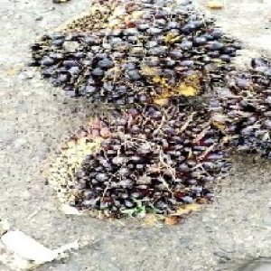 unripe_train (474).jpg