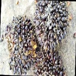 unripe_train (475).jpg