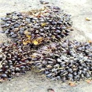 unripe_train (476).jpg