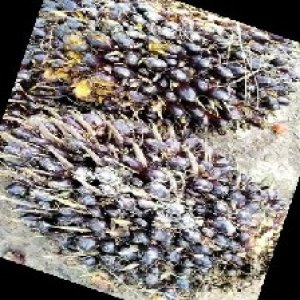 unripe_train (477).jpg