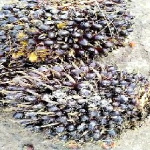 unripe_train (478).jpg