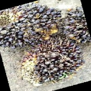 unripe_train (479).jpg