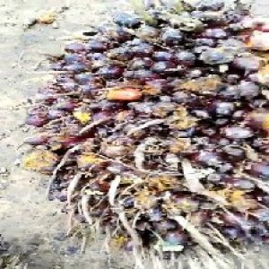 unripe_train (48).jpg