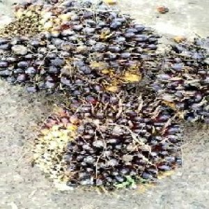 unripe_train (480).jpg