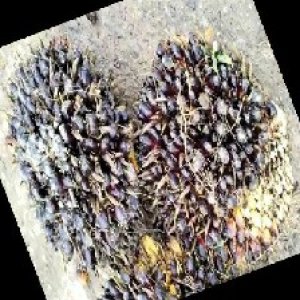 unripe_train (481).jpg