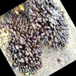 unripe_train (483).jpg