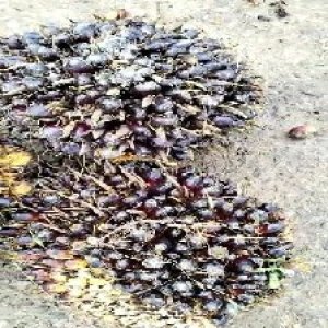 unripe_train (484).jpg