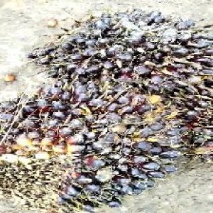 unripe_train (486).jpg