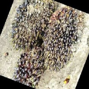 unripe_train (487).jpg