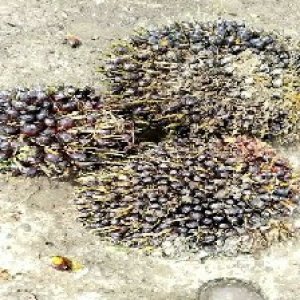 unripe_train (488).jpg