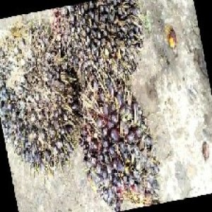 unripe_train (489).jpg