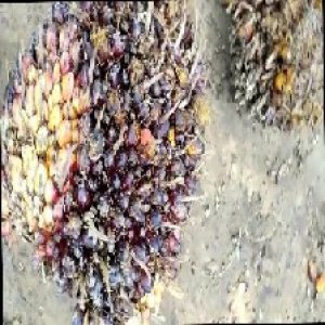 unripe_train (49).jpg