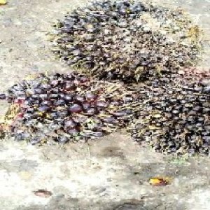 unripe_train (490).jpg