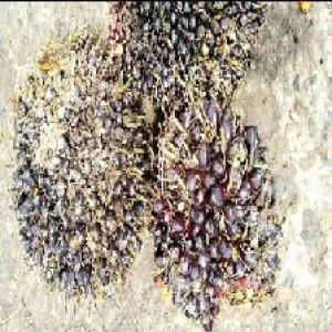 unripe_train (491).jpg