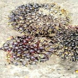 unripe_train (492).jpg