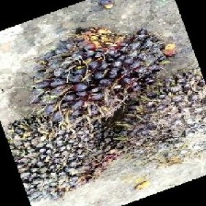 unripe_train (493).jpg