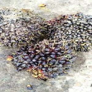 unripe_train (494).jpg