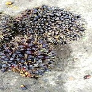 unripe_train (495).jpg