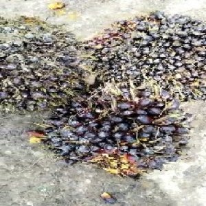 unripe_train (497).jpg