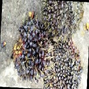 unripe_train (498).jpg