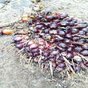 unripe_train (5).jpg