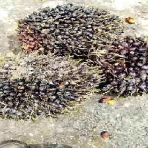 unripe_train (500).jpg