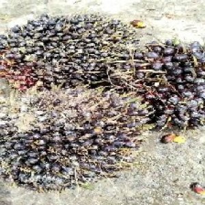 unripe_train (501).jpg