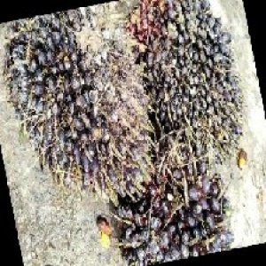 unripe_train (502).jpg