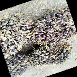 unripe_train (503).jpg