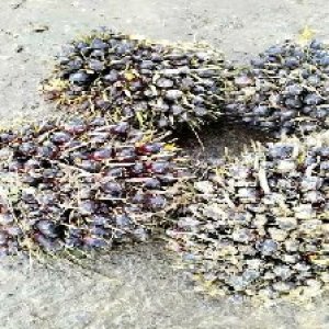 unripe_train (504).jpg