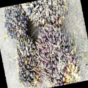 unripe_train (505).jpg