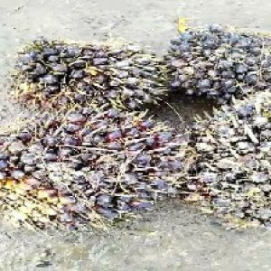 unripe_train (506).jpg