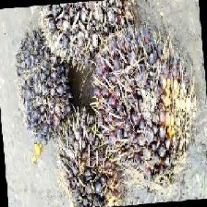 unripe_train (507).jpg