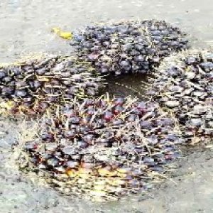 unripe_train (508).jpg