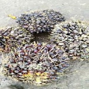 unripe_train (509).jpg