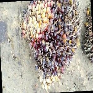 unripe_train (51).jpg