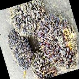 unripe_train (510).jpg