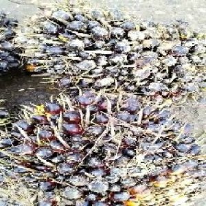 unripe_train (511).jpg