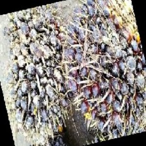 unripe_train (512).jpg