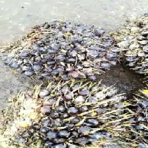 unripe_train (513).jpg